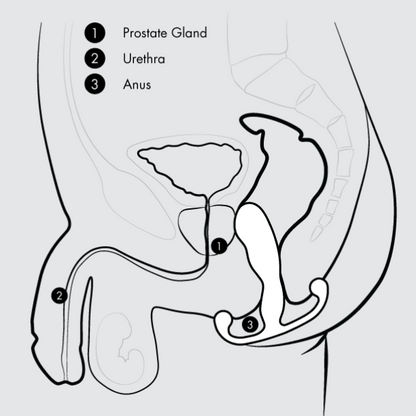 Diagram of male reproductive organs with labeled prostate gland, urethra, and anus with prostate massager